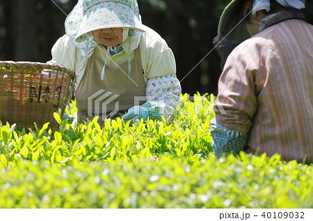 お茶摘み お茶摘み 40109032