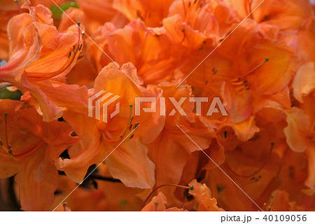 ロドデンドロン・モレ 40109056