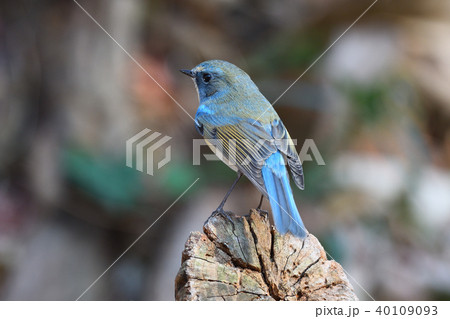 薬師池公園の野鳥 薬師池公園の野鳥 40109093