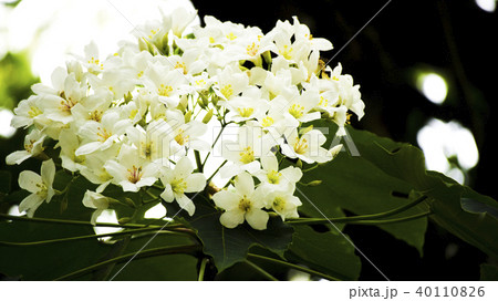 花 フラワー お花 40110826