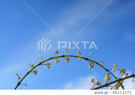 白式部のアーチ 40111171