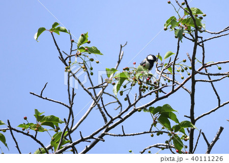 四十雀の居る風景 40111226