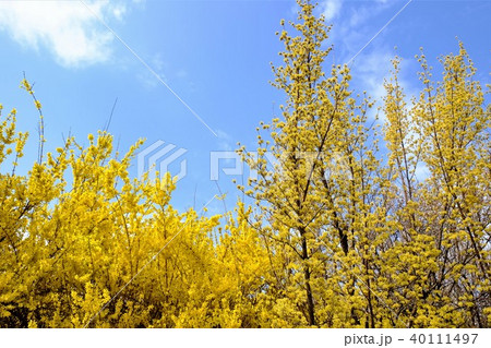レンギョウとサンシュユ 40111497