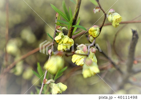 ヒュウガミズキ 40111498