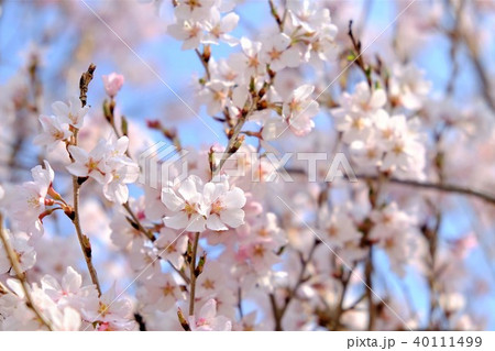 桜 40111499