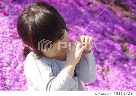 四歳の女の子芝桜のお花畑で 四歳の女の子芝桜のお花畑で 40111728