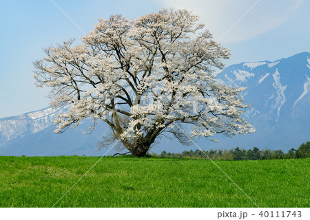 小岩井農場の一本桜 40111743