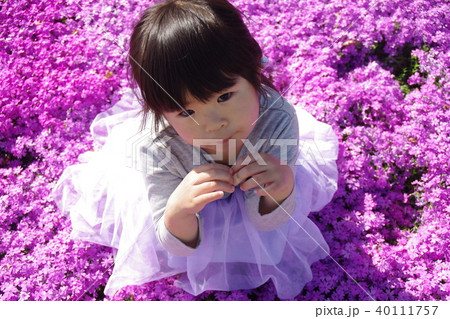 四歳の女の子芝桜のお花畑で 四歳の女の子芝桜のお花畑で 40111757