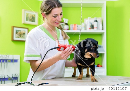 Woman is shearing dog in pet grooming parlor 40112107