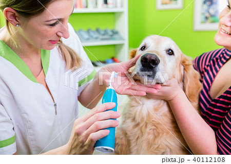 Big dog getting dental care by woman at dog parlor 40112108