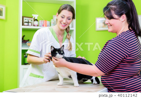Cat at veterinarian or pet parlour Cat at veterinarian or pet parlour 40112142