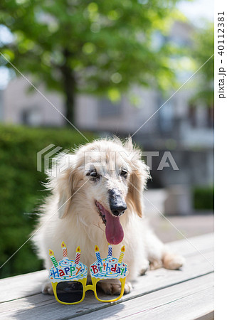 老犬 ダックスフンド 老犬 ダックスフンド 40112381
