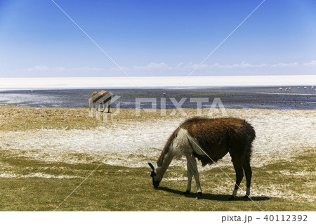 ウユニ塩湖 アルパカ 動物 リャマ ウユニ塩湖 アルパカ 動物 リャマ 40112392