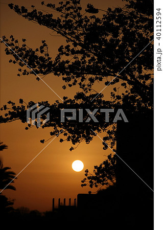 夕陽とさくら 40112594