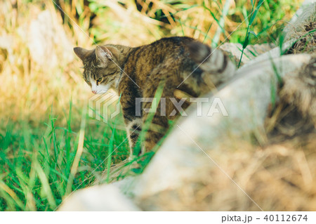 striped cat sitting in the grass in the meadow on a white stone background. Portrait of a cat 40112674