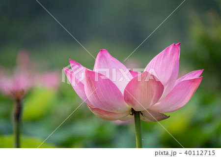 Pink lotus flower Pink lotus flower 40112715
