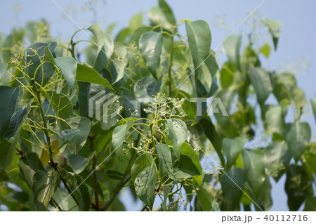 Small flower of Cinnamomum camphora tree Small flower of Cinnamomum camphora tree 40112716
