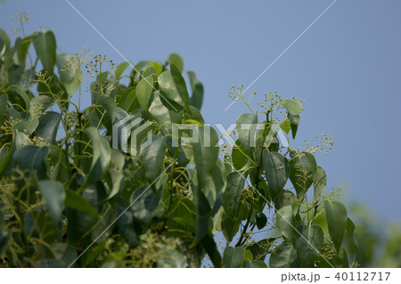 Small flower of Cinnamomum camphora tree Small flower of Cinnamomum camphora tree 40112717