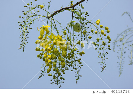 Small Yellow Flower or Cassia fistula flower 40112718