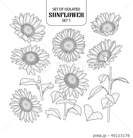Set of isolated sunflower set 1. Set of isolated sunflower set 1. 40113176