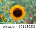 ひまわり 向日葵 ソレイユの丘 40113258