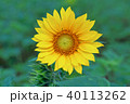 ひまわり 向日葵 ソレイユの丘 40113262