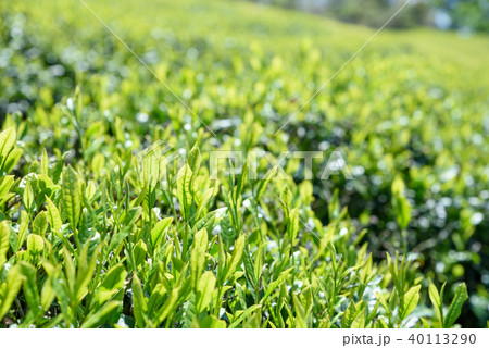 お茶 茶畑 新葉 朝イメージ お茶 茶畑 新葉 朝イメージ 40113290