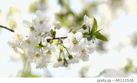 natural background spring flowering of fruit trees of a sweet cherry natural background spring flowering of fruit trees of a sweet cherry 40113526