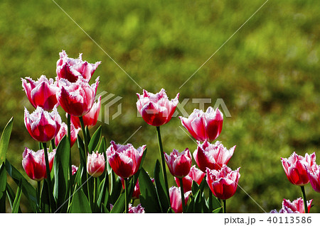 チューリップ チューリップ 花 40113586