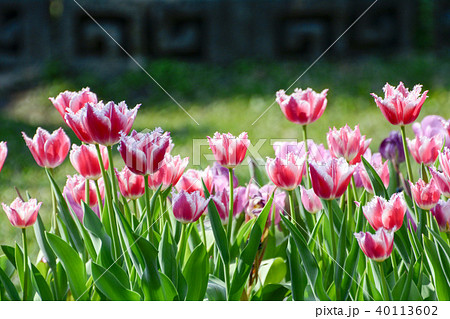 チューリップ チューリップ 花 40113602