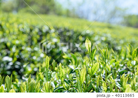 お茶　茶畑　新葉　朝イメージ 40113665