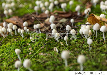 イヌセンボンタケ（9月） 40113746
