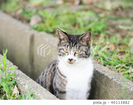 側溝にいるノラちゃん 側溝にいるノラちゃん 40113882
