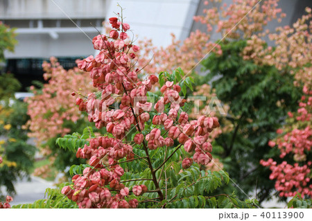 木 ツリー 樹 40113900