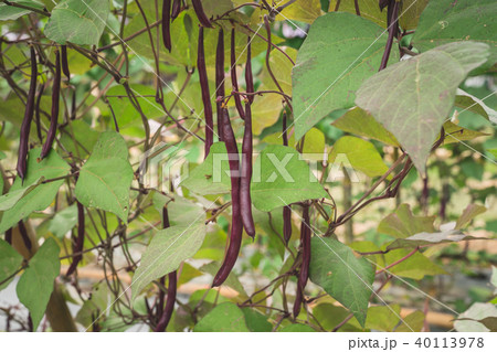 Red yard long bean plantation on field agricuture. 40113978