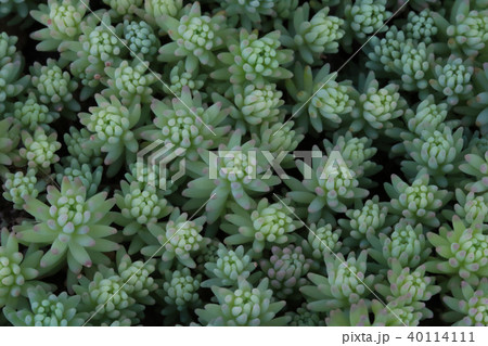 多肉植物 40114111