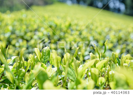 お茶　茶畑　新葉　 40114363