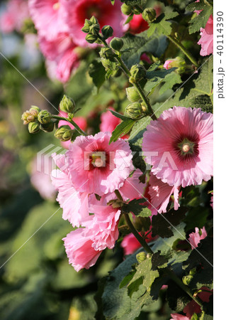 立葵 ホリホック 花葵 40114390