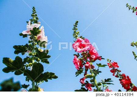 立葵 ホリホック 花葵 40114394