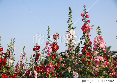 立葵 ホリホック 花葵 40114402