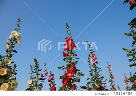 立葵 ホリホック 花葵 40114404