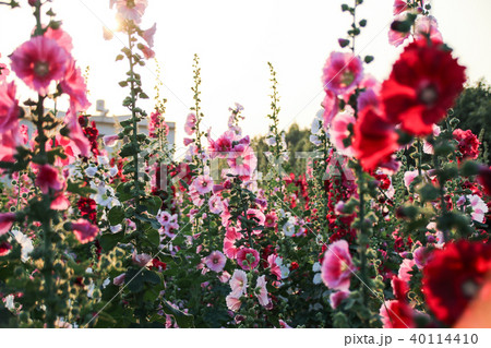 立葵 ホリホック 花葵 40114410