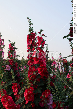 立葵 ホリホック 花葵 40114415