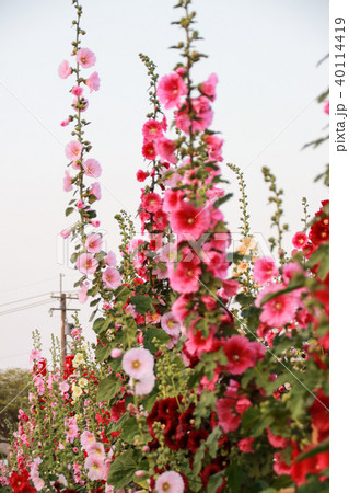 立葵 ホリホック 花葵 40114419