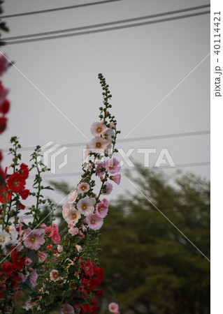 立葵 ホリホック 花葵 40114421