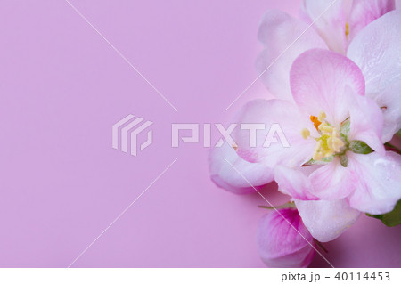Spring tree flowers 40114453