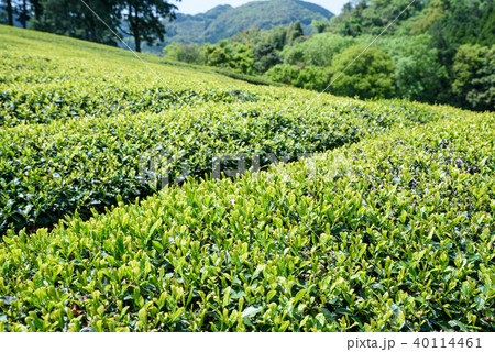 お茶　茶畑　新葉　自然の中 40114461