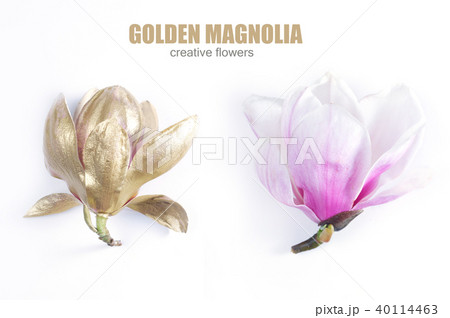 Magnolia Flowers on white 40114463