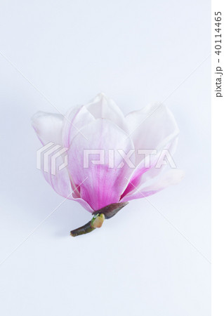 Magnolia Flowers 40114465