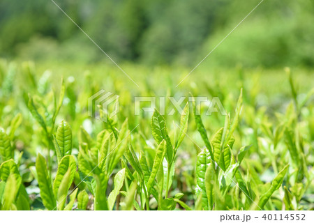お茶　茶畑　新葉　一芯二葉　昼イメージ 40114552